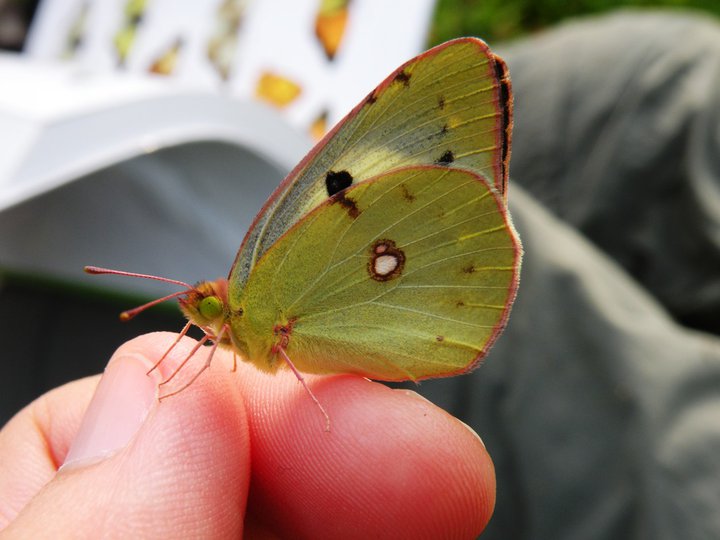 identificazioni varie